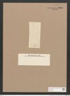 Pleurosigma sp. (de-Toni-Nr.: Genus 13) Zeichnungen Sammlung Grunow Nr. 2151 (NHMW-BOT-W0369200)